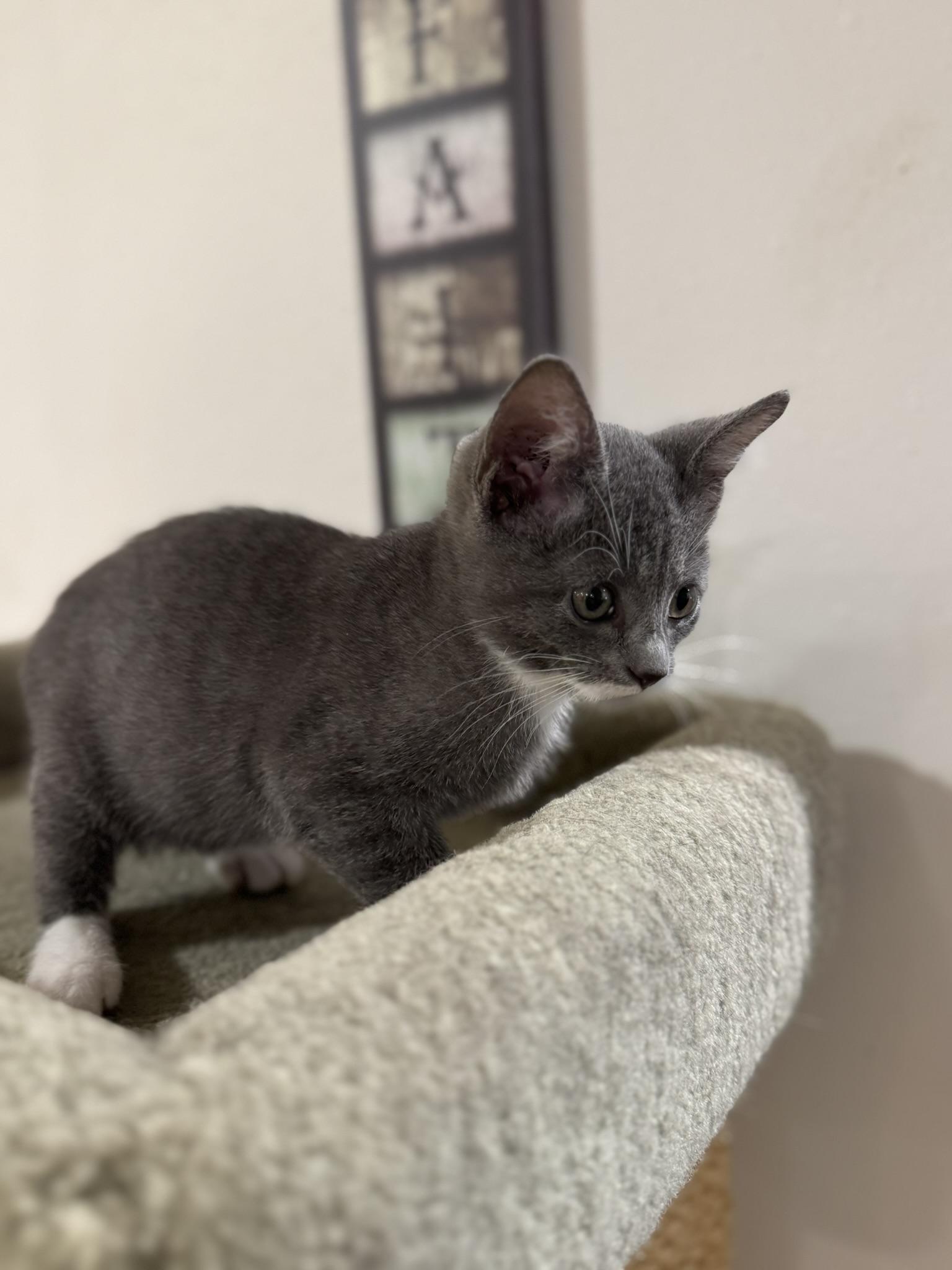 Gracie, Adopted, Young Female Domestic Short Hair.