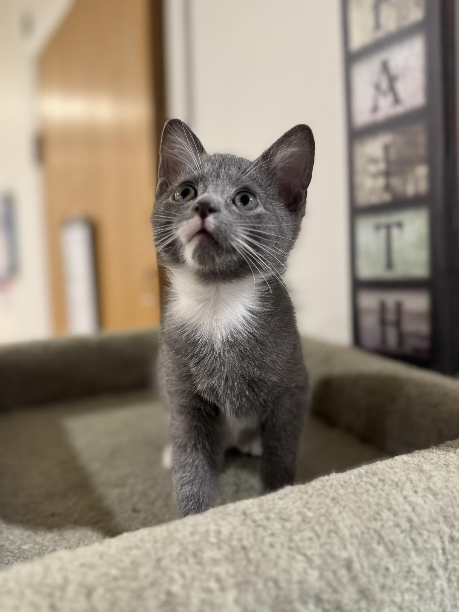 Enlarge Gracie, a Adopted mixed breed in Springfield, MO image 4/4