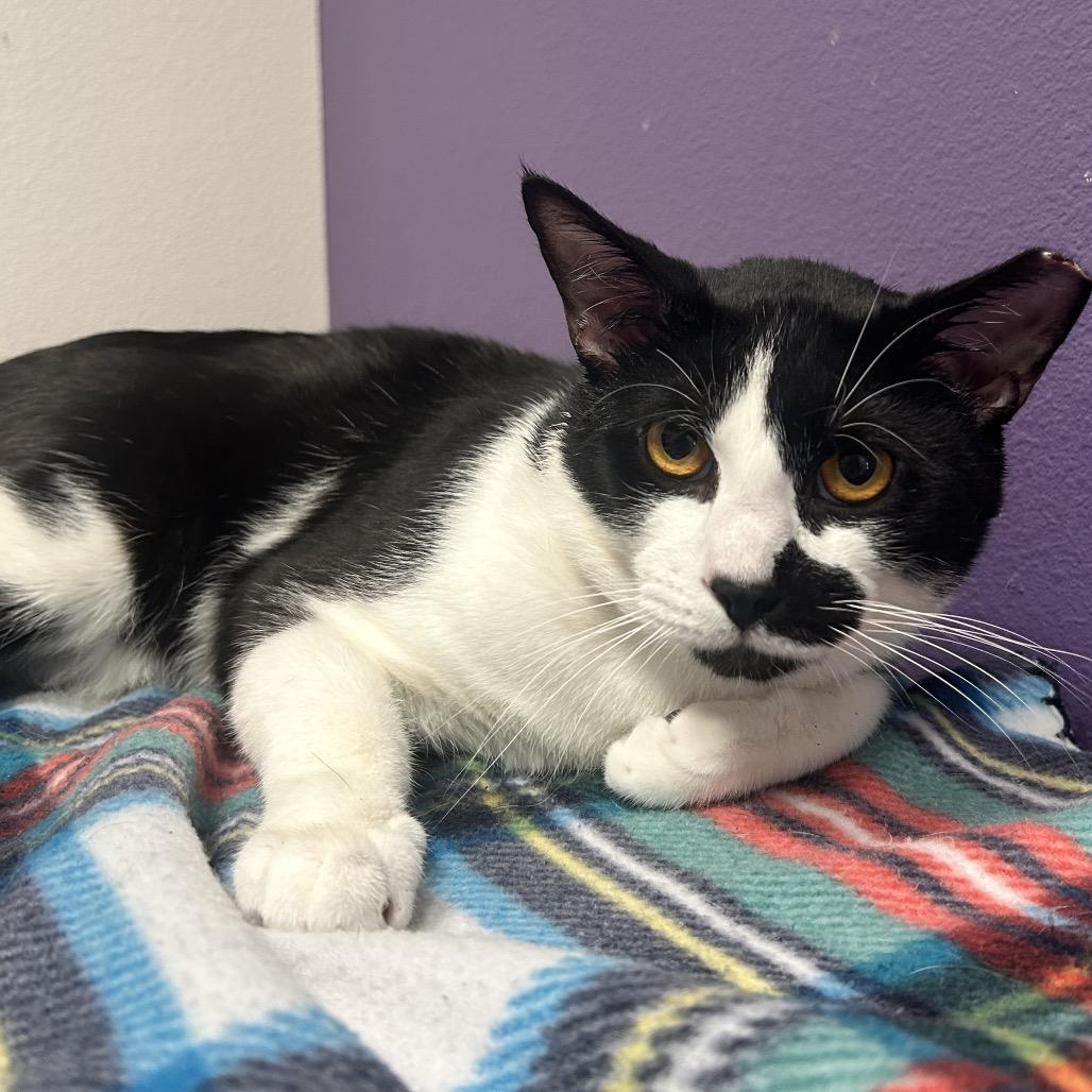 Boy, Adoptable, Young Male Domestic Short Hair.