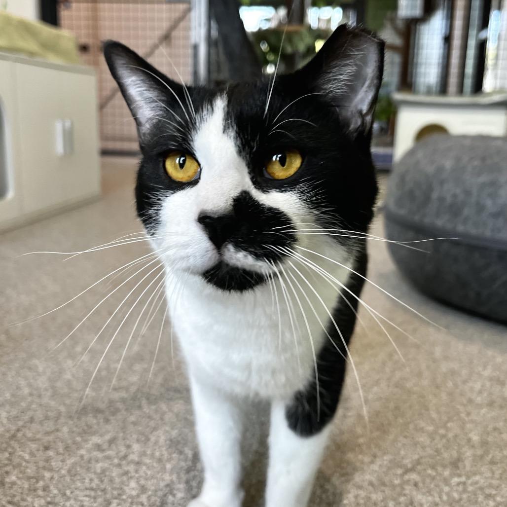 Boy, a Adoptable Domestic Short Hair in Englewood, FL image 2/3