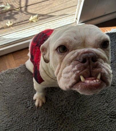 Grace CA, Adoptable, Adult Female American Bulldog.