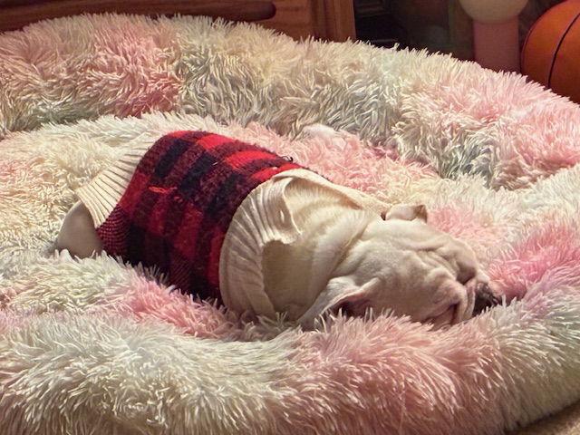 Grace CA, a Adoptable American Bulldog in Hillside, IL image 2/3