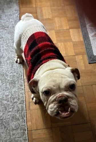 Grace CA, a Adoptable American Bulldog in Hillside, IL image 3/3