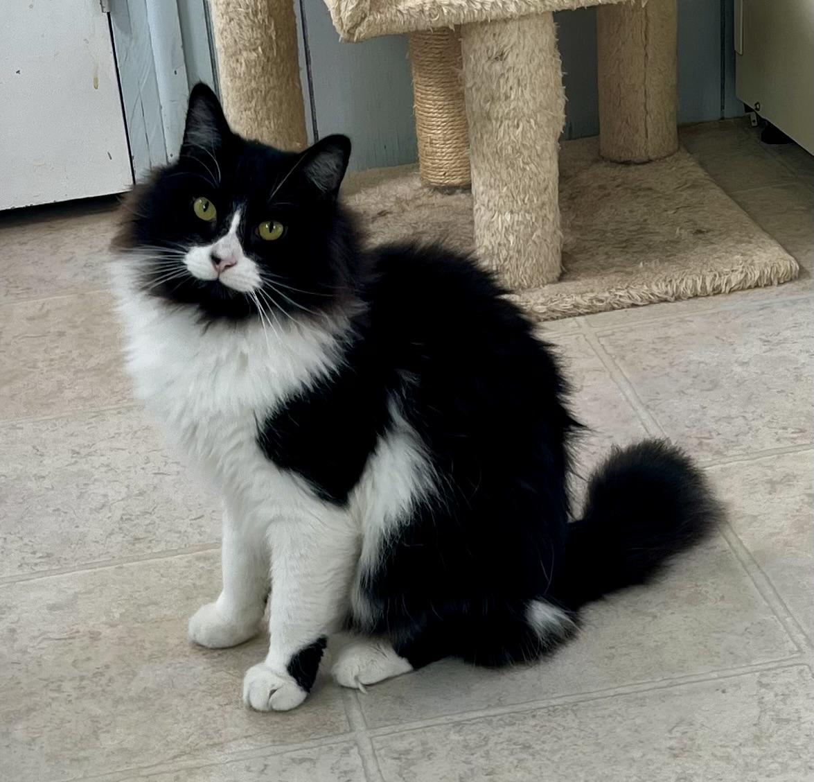 Moji, a Adoptable mixed breed in Lancaster, CA image 3/6