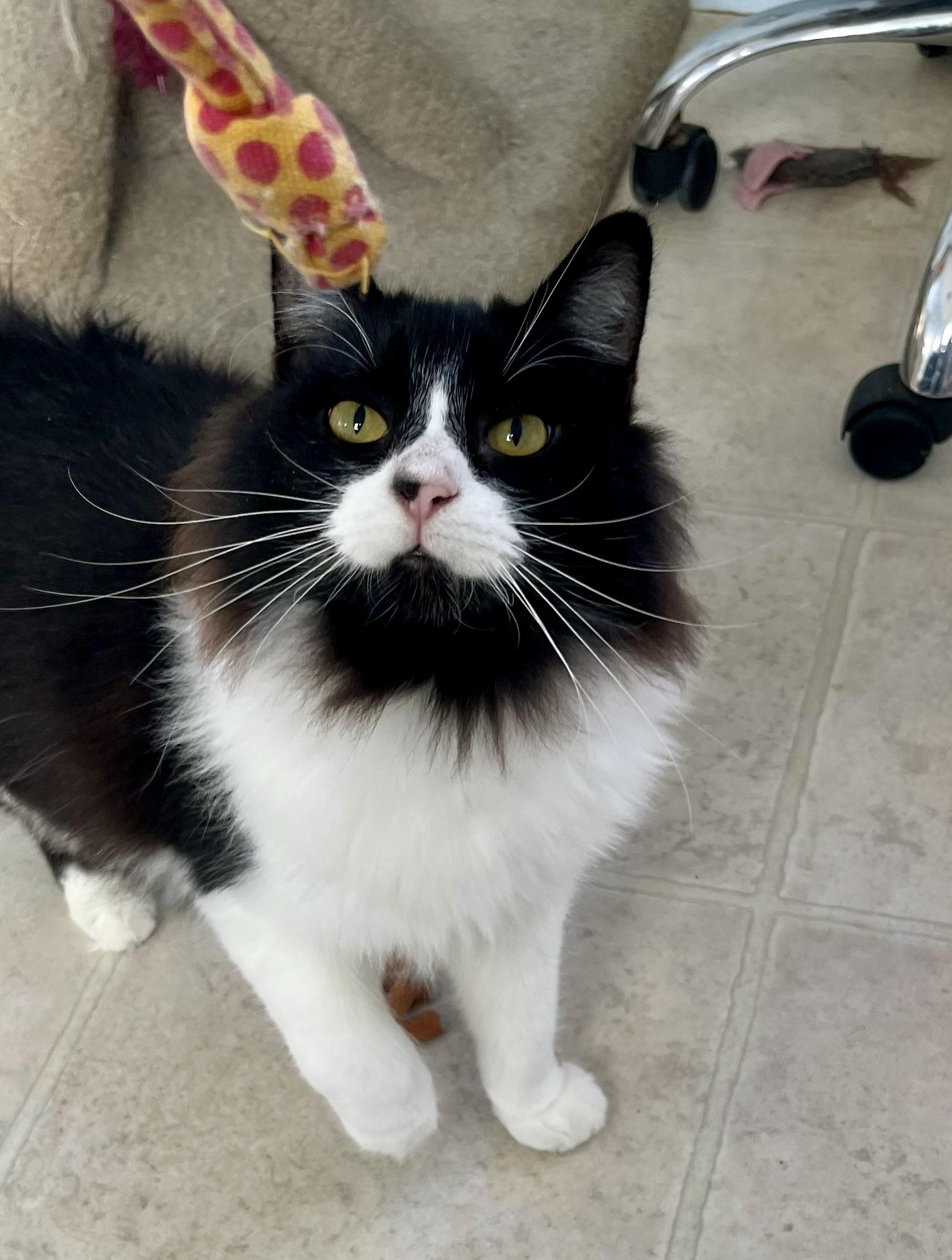 Moji, a Adoptable mixed breed in Lancaster, CA image 4/6