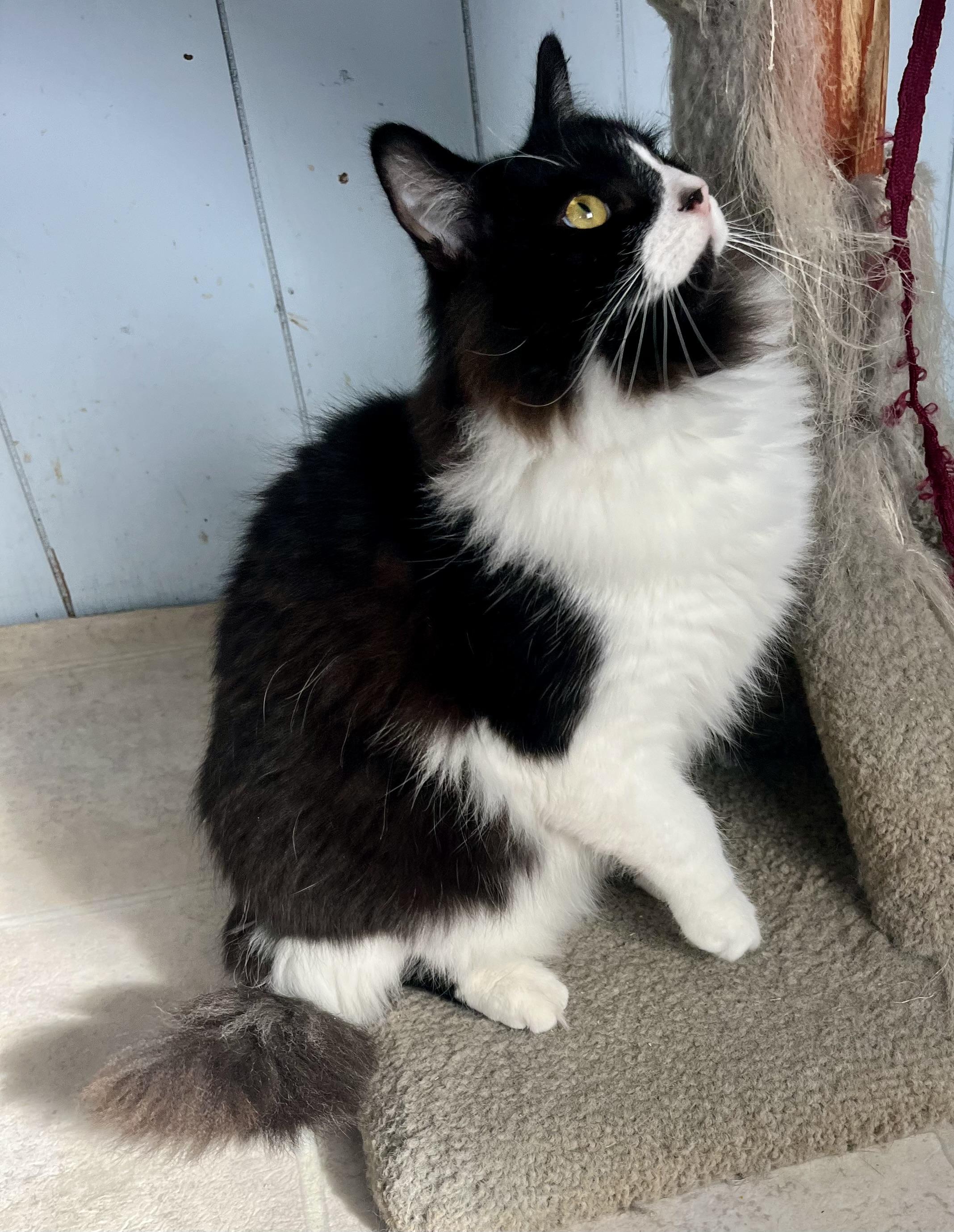 Moji, a Adoptable mixed breed in Lancaster, CA image 5/6