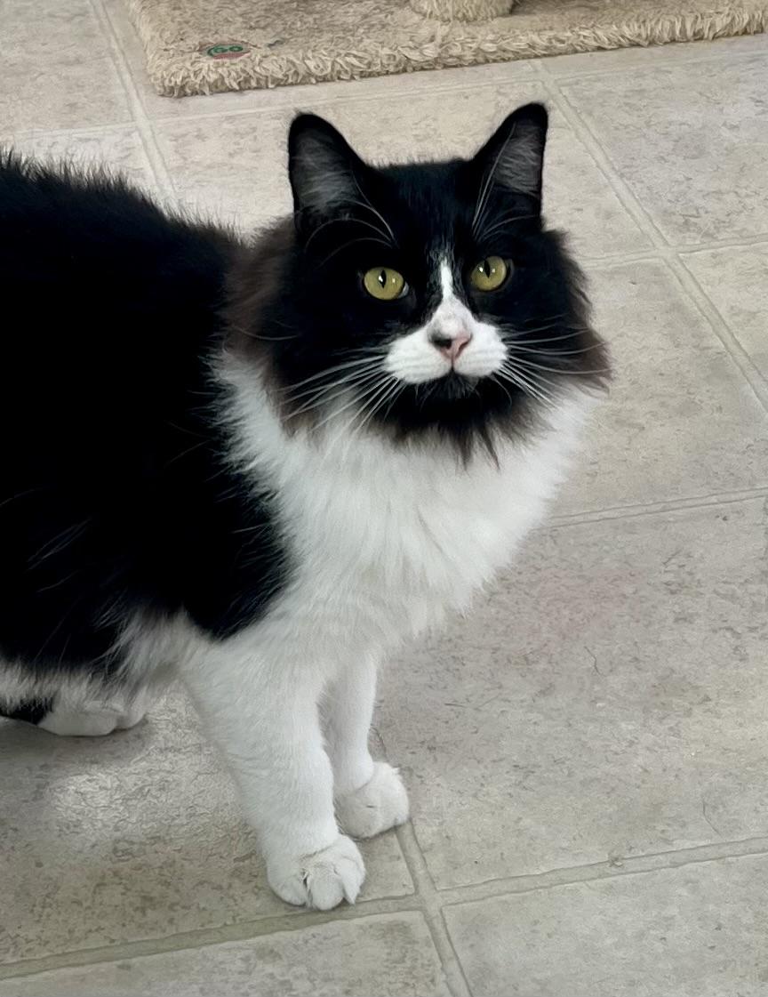 Moji, a Adoptable mixed breed in Lancaster, CA image 2/6