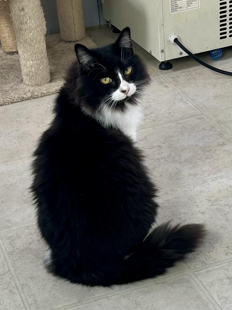 Moji, a Adoptable mixed breed in Lancaster, CA image 6/6