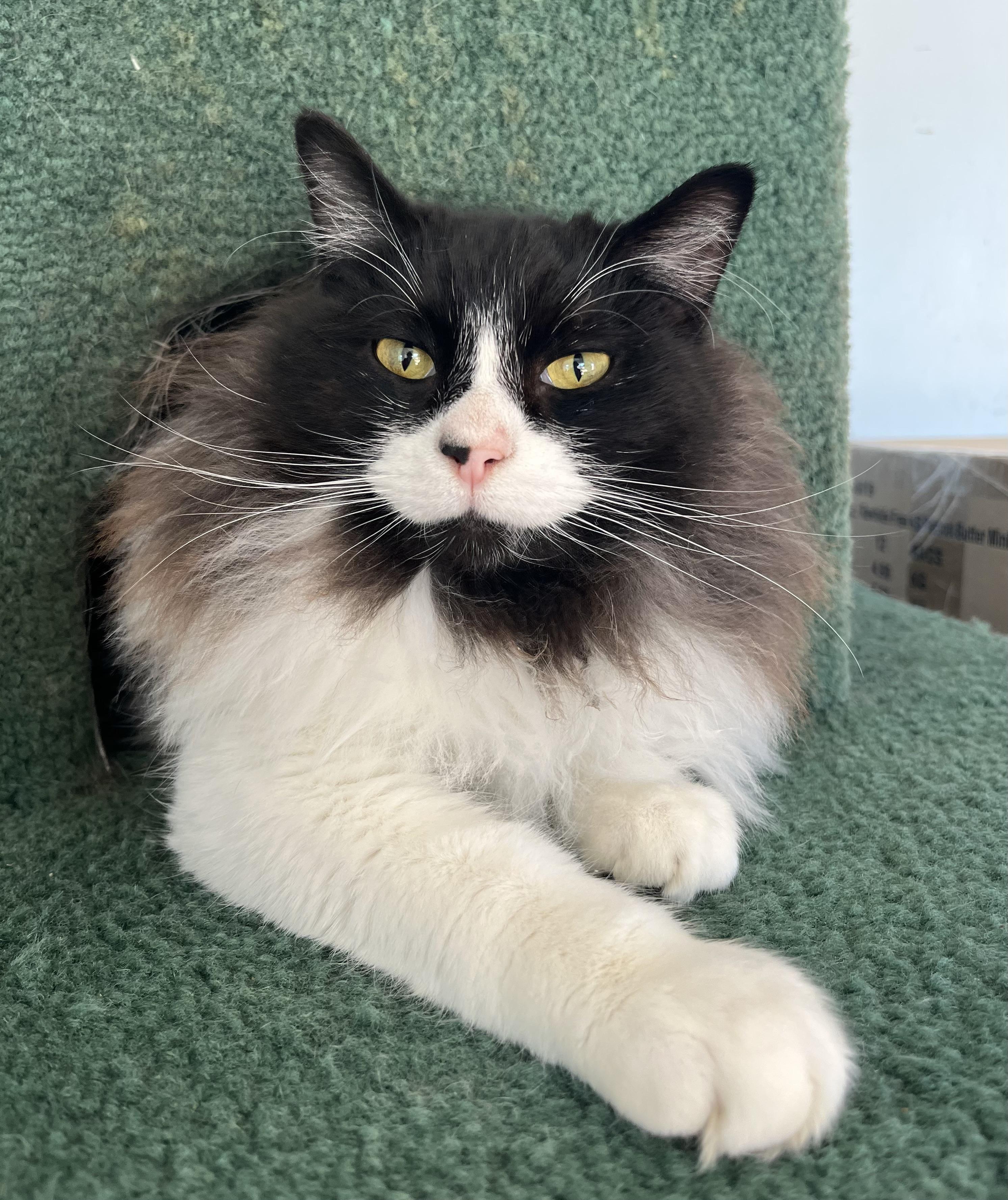 Moji, a Adoptable mixed breed in Lancaster, CA image 1/6