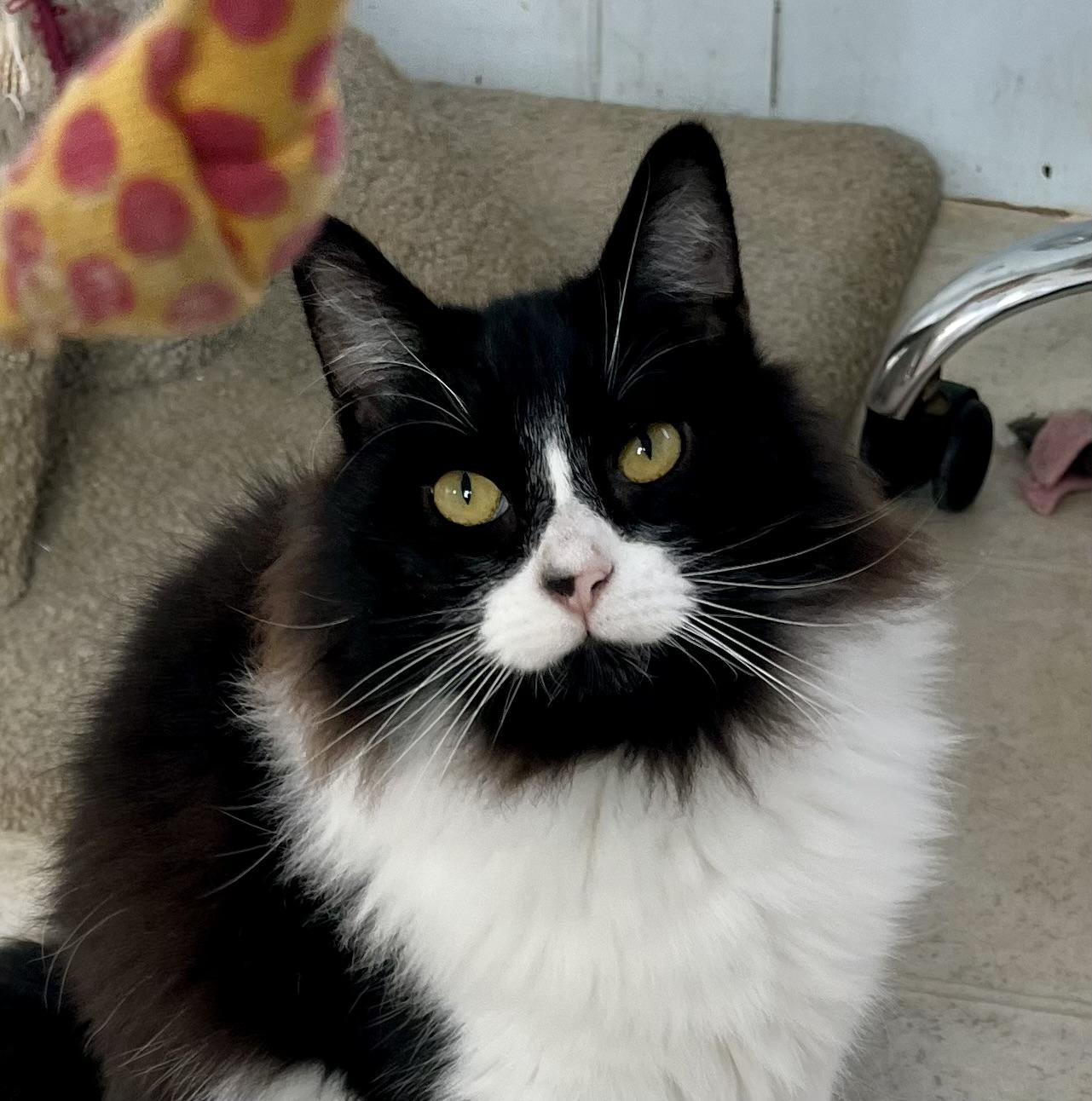 Moji, Adoptable, Kitten Male Tuxedo.