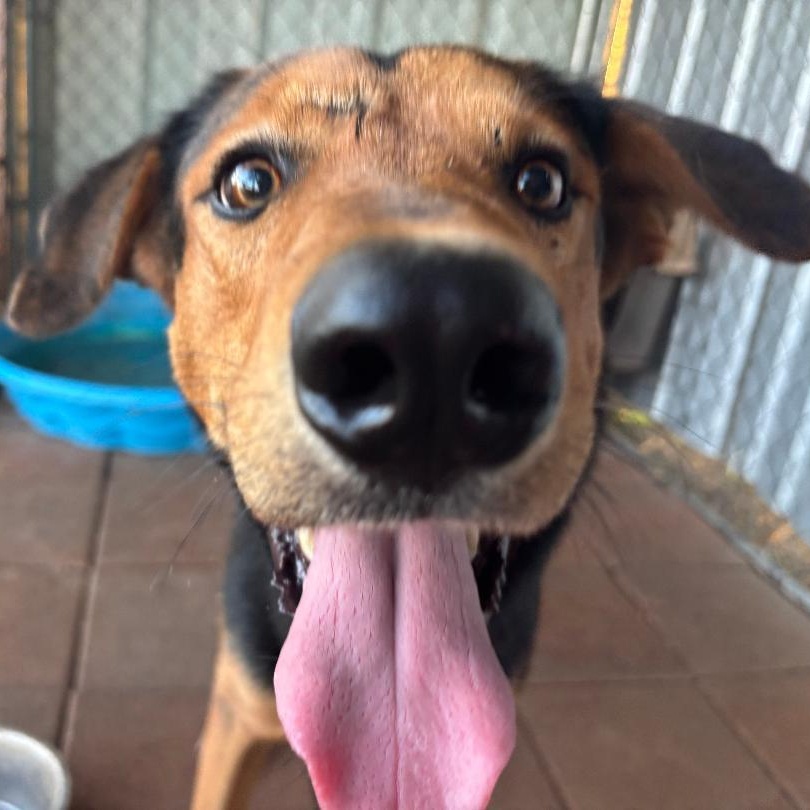 Buck, a Adoptable mixed breed in Sentinel, OK image 3/4