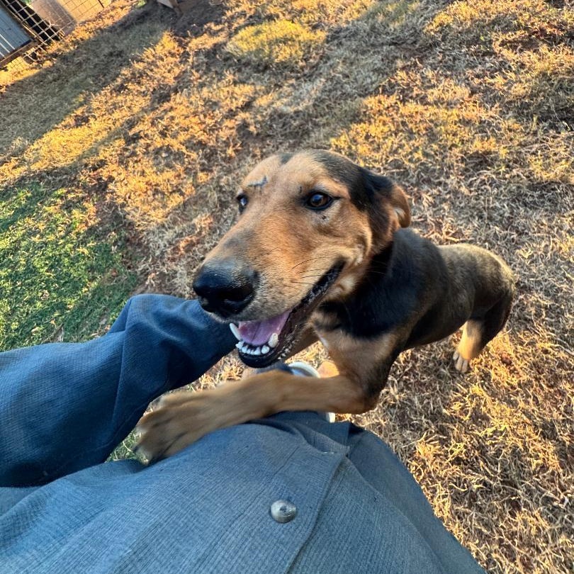 Buck, a Adoptable mixed breed in Sentinel, OK image 4/4