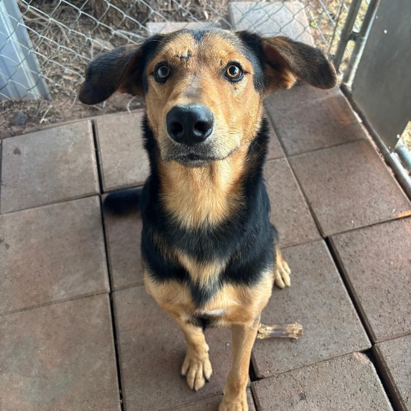 Buck, a Adoptable mixed breed in Sentinel, OK image 1/4