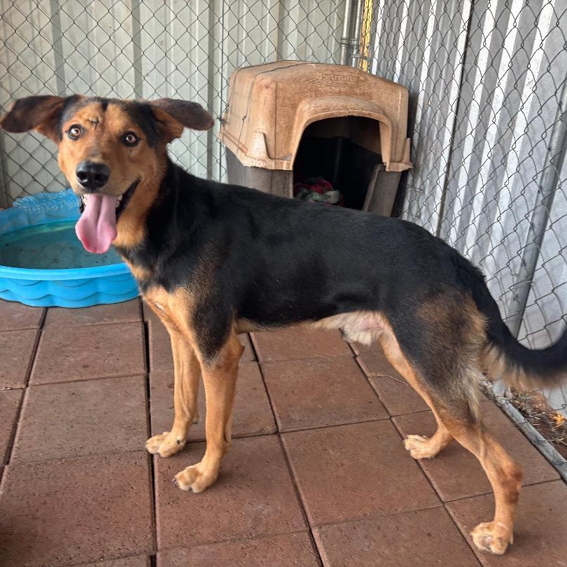 Buck, a Adoptable mixed breed in Sentinel, OK image 2/4