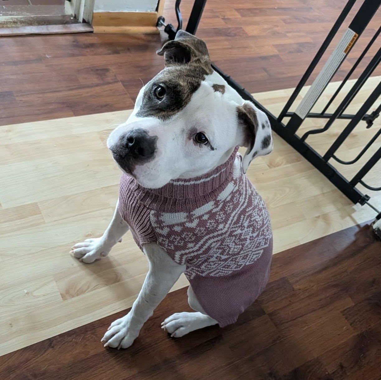 Willow, a ADOPTABLE Pit Bull Terrier in Peotone, IL image 3/6