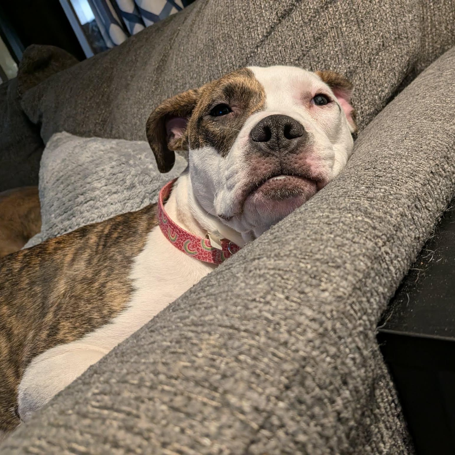 Willow, a ADOPTABLE Pit Bull Terrier in Peotone, IL image 4/6