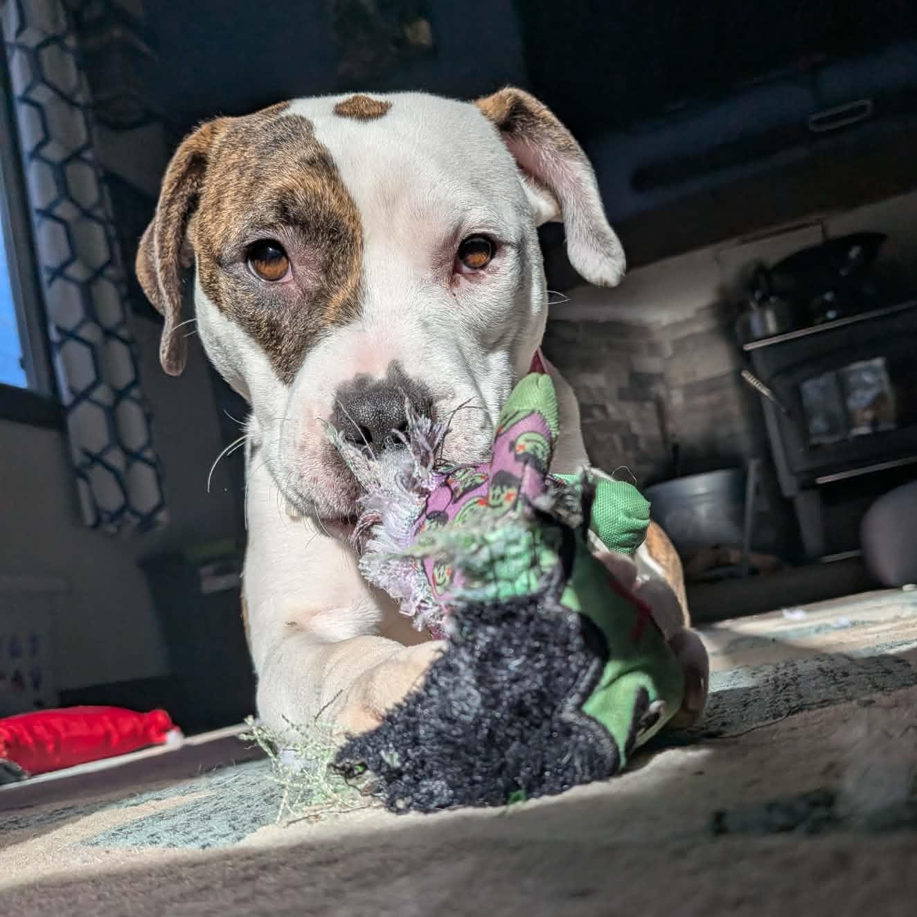 Willow, ADOPTABLE, Young Female Pit Bull Terrier.