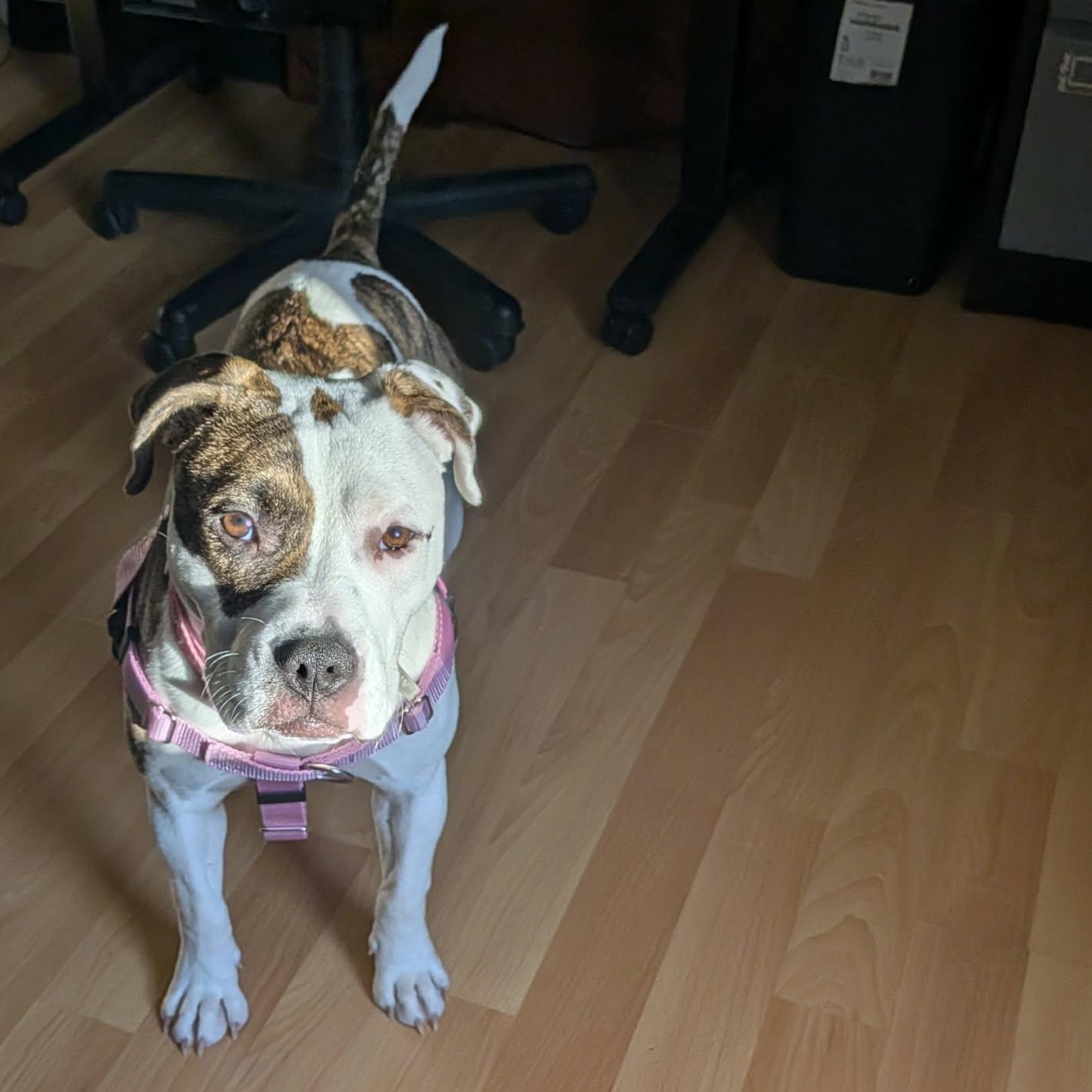 Willow, a ADOPTABLE Pit Bull Terrier in Peotone, IL image 2/6