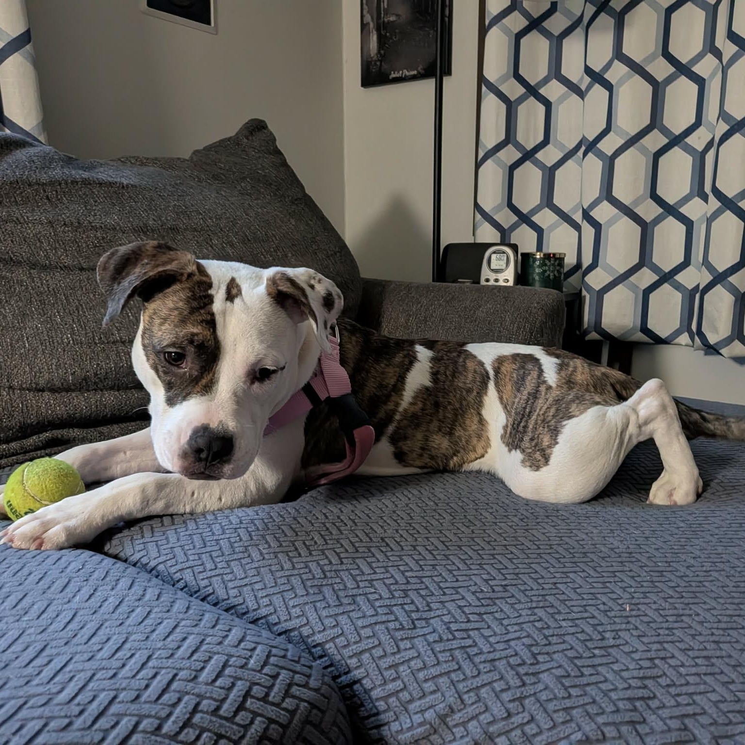 Willow, a ADOPTABLE Pit Bull Terrier in Peotone, IL image 5/6