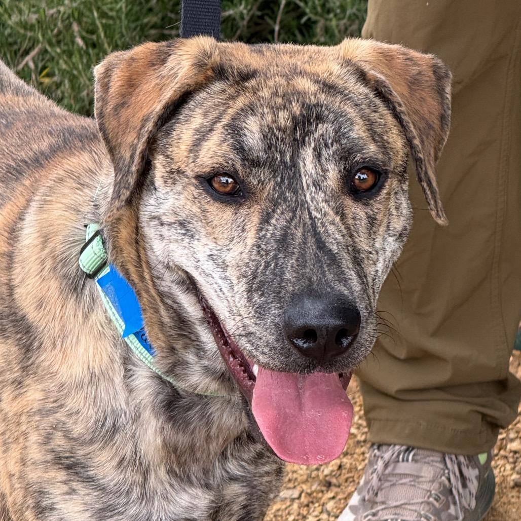 Enlarge Captain Falcon, a Adoptable mixed breed in Albuquerque, NM image 1/5