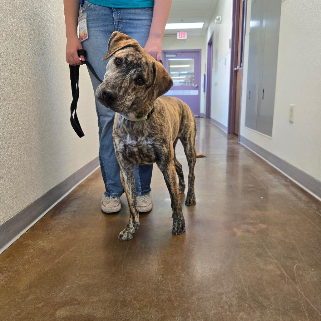 Enlarge Captain Falcon, a Adoptable mixed breed in Albuquerque, NM image 2/5