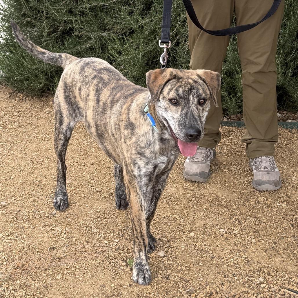 Enlarge Captain Falcon, a Adoptable mixed breed in Albuquerque, NM image 3/5