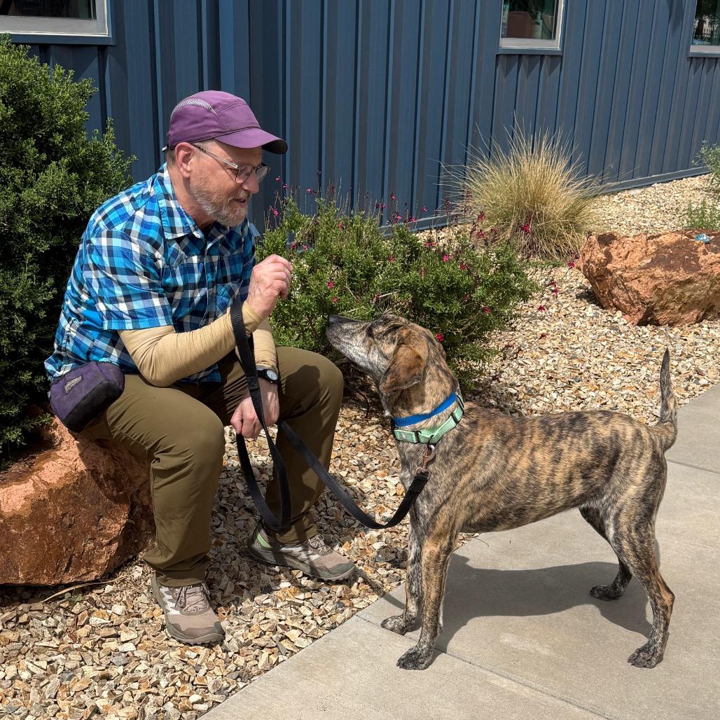 Enlarge Captain Falcon, a Adoptable mixed breed in Albuquerque, NM image 4/5