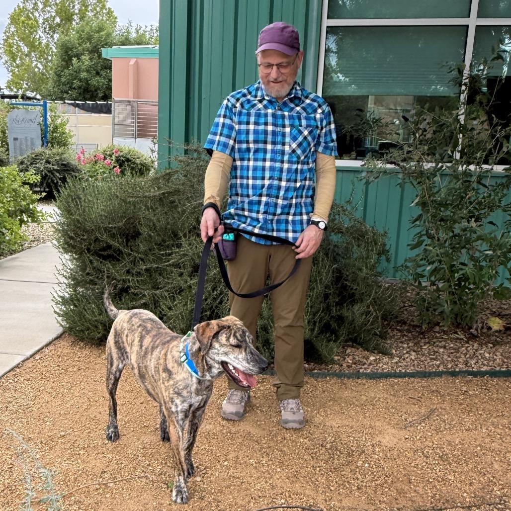 Enlarge Captain Falcon, a Adoptable mixed breed in Albuquerque, NM image 5/5