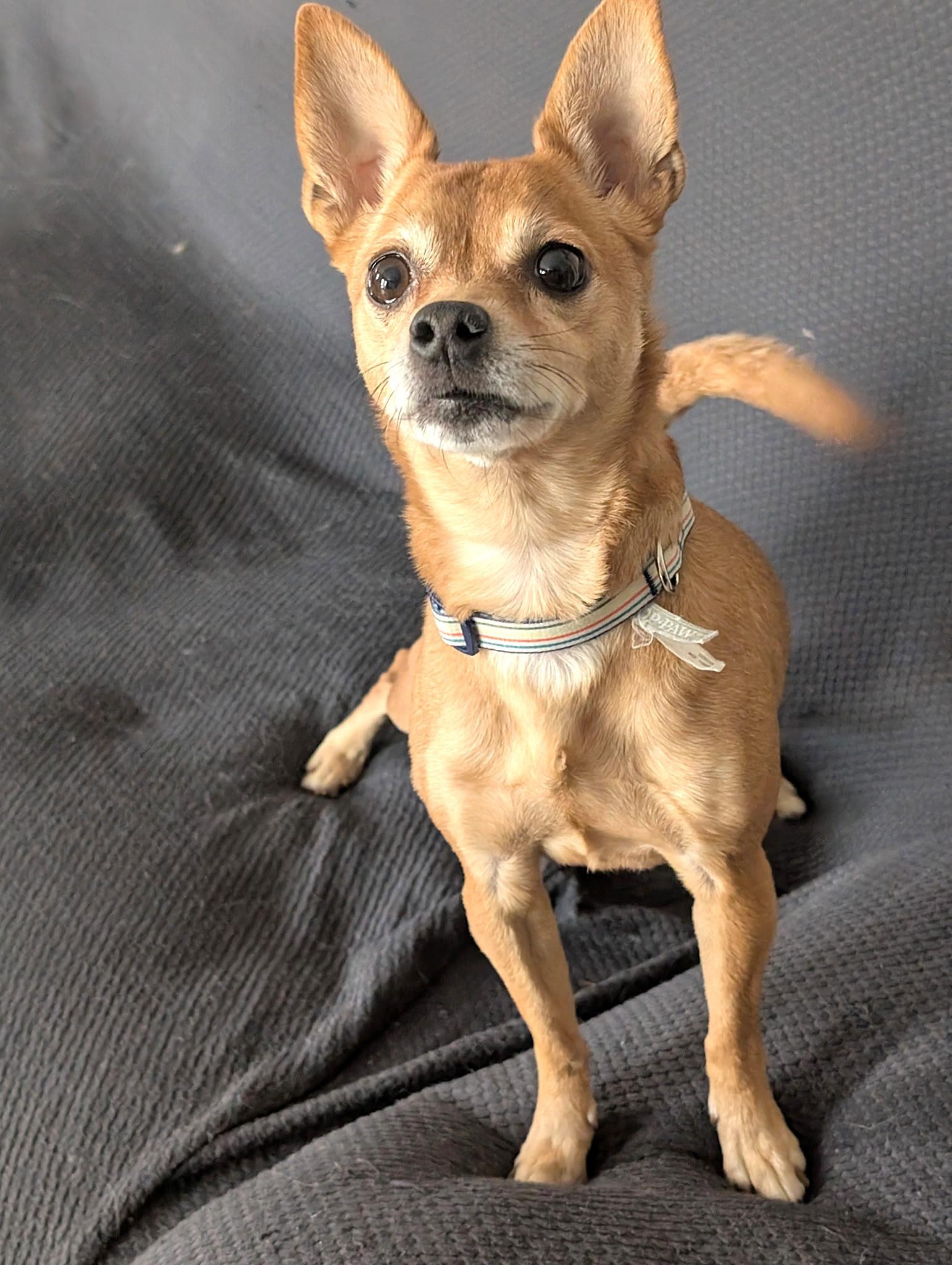 Lexie, ADOPTABLE, Adult Female Chihuahua.