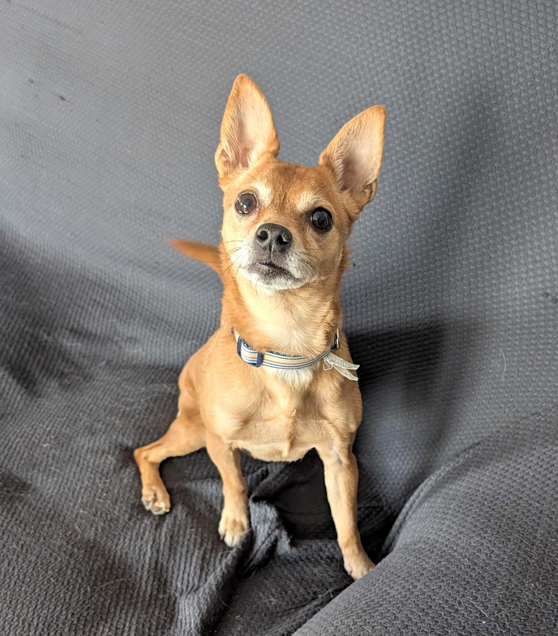 Lexie, a ADOPTABLE mixed breed in West Brookfield, MA image 2/6