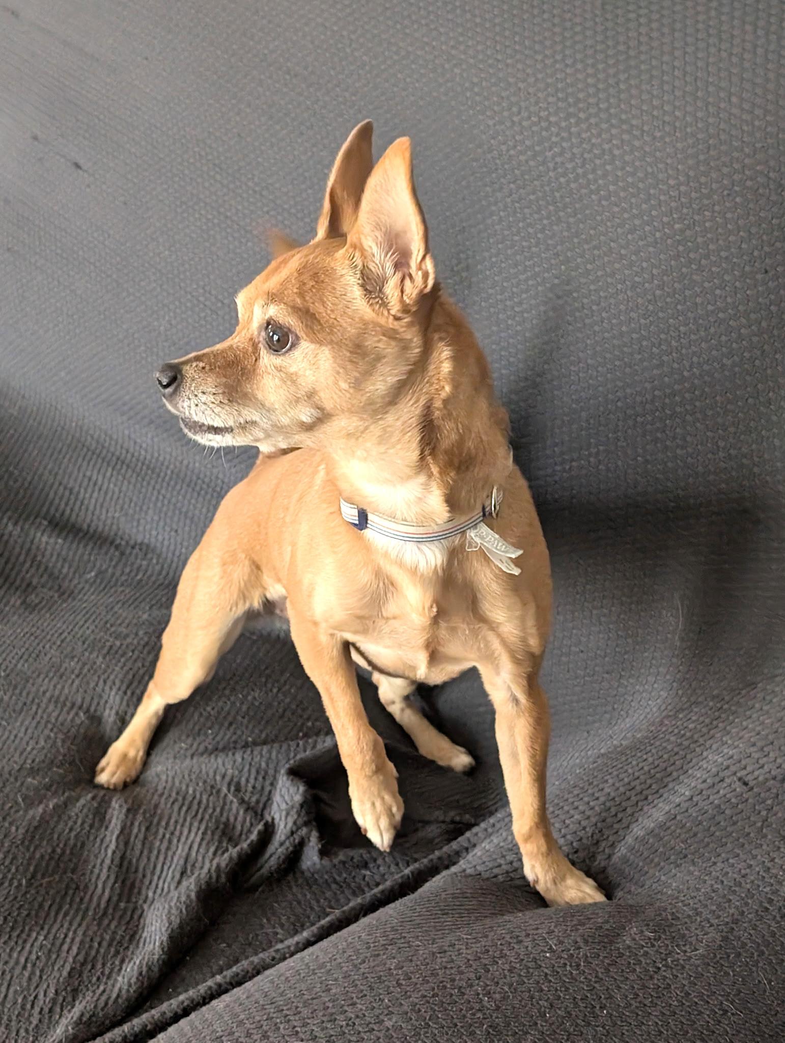 Lexie, a ADOPTABLE mixed breed in West Brookfield, MA image 3/6