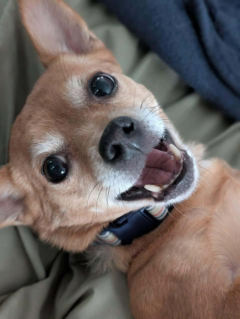 Enlarge Lexie, a ADOPTABLE mixed breed in West Brookfield, MA image 1/6