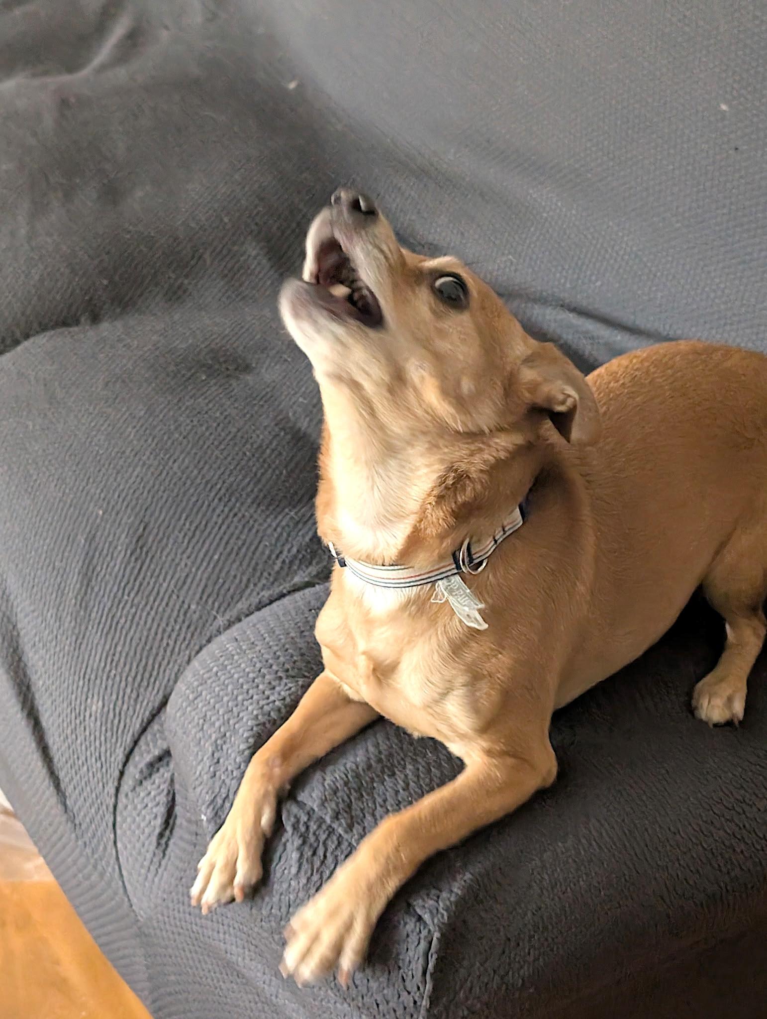 Lexie, a ADOPTABLE mixed breed in West Brookfield, MA image 4/6