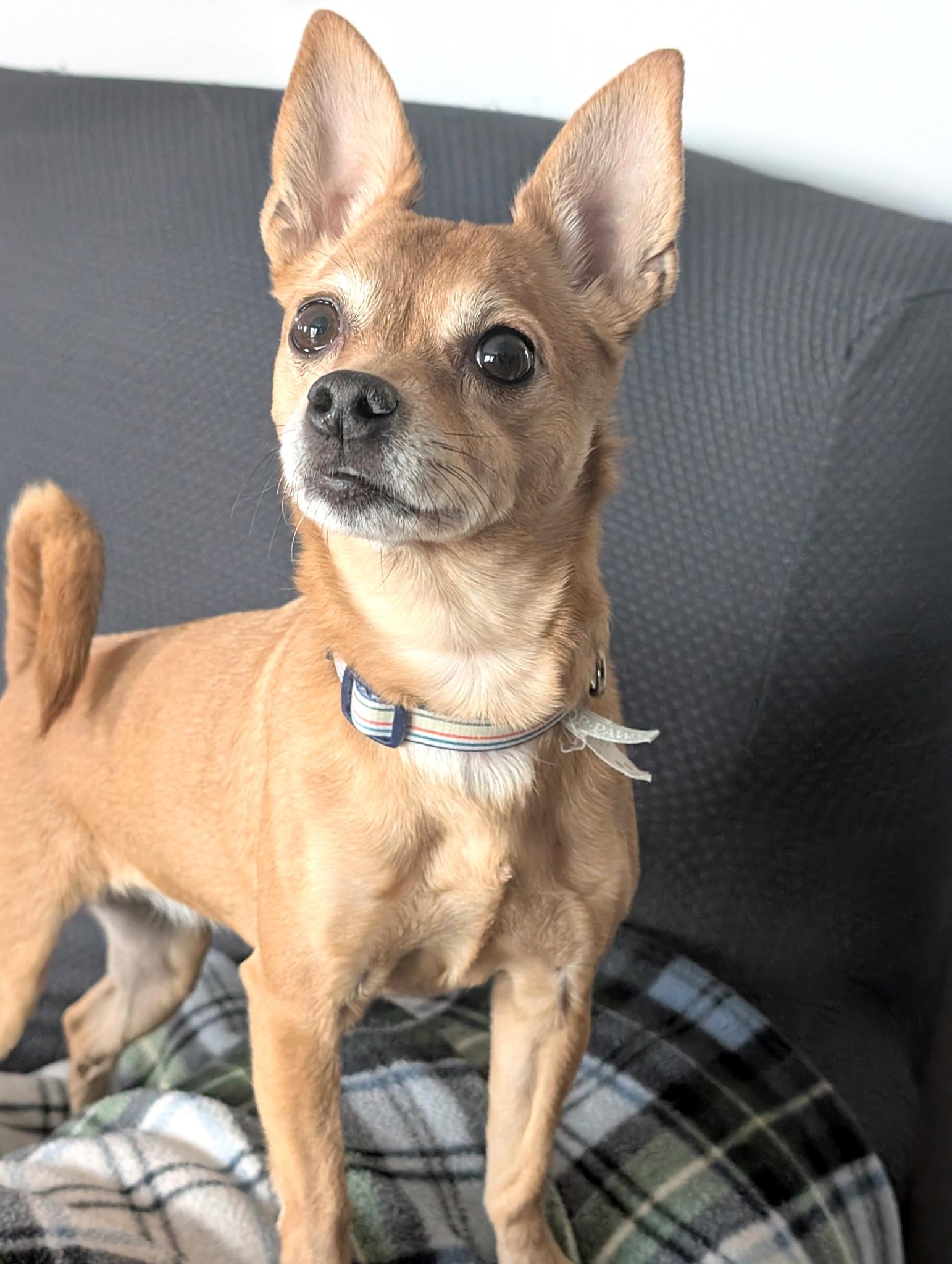 Lexie, a ADOPTABLE mixed breed in West Brookfield, MA image 5/6