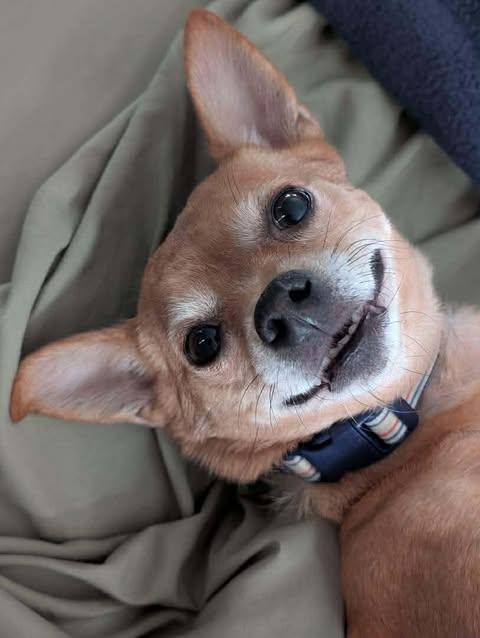 Enlarge Lexie, a ADOPTABLE mixed breed in West Brookfield, MA image 2/6