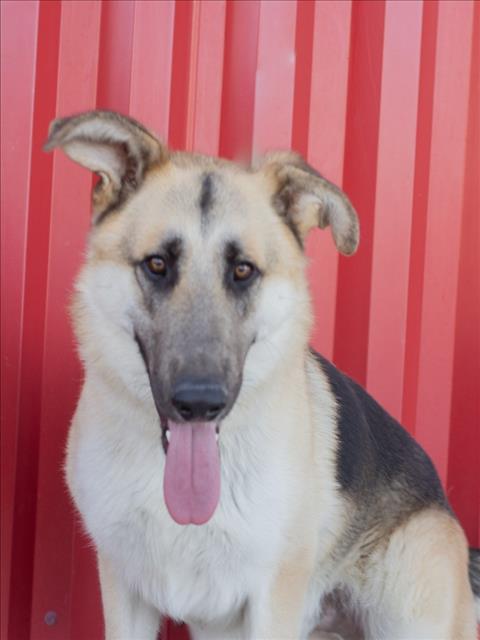 Enlarge JET, a Adoptable German Shepherd Dog in Tracy, CA image 1/1