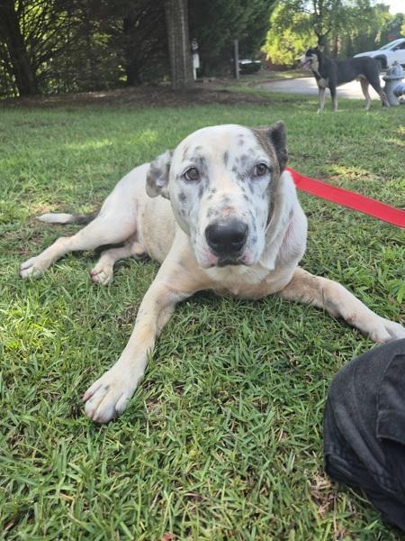 Enlarge Pen 1141 Huxley, a Adoptable mixed breed in Lawrenceville, GA image 1/1