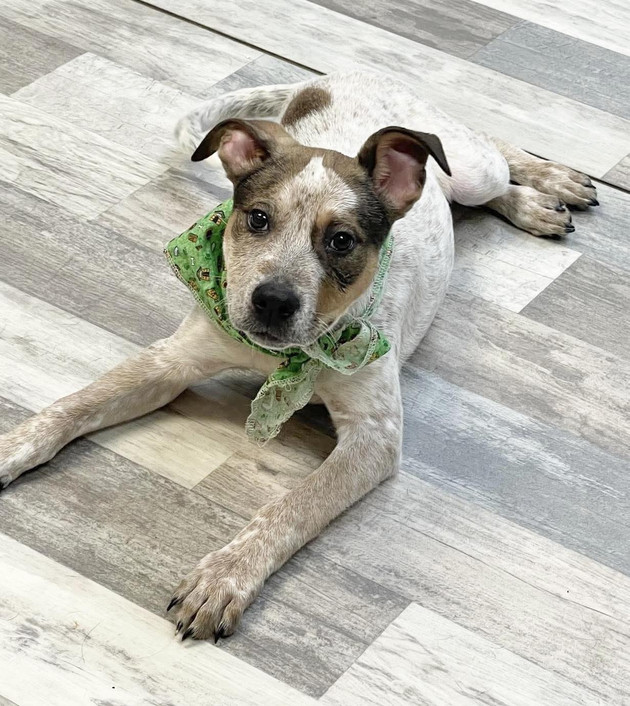 Max, Young Male Australian Cattle Dog / Blue Heeler