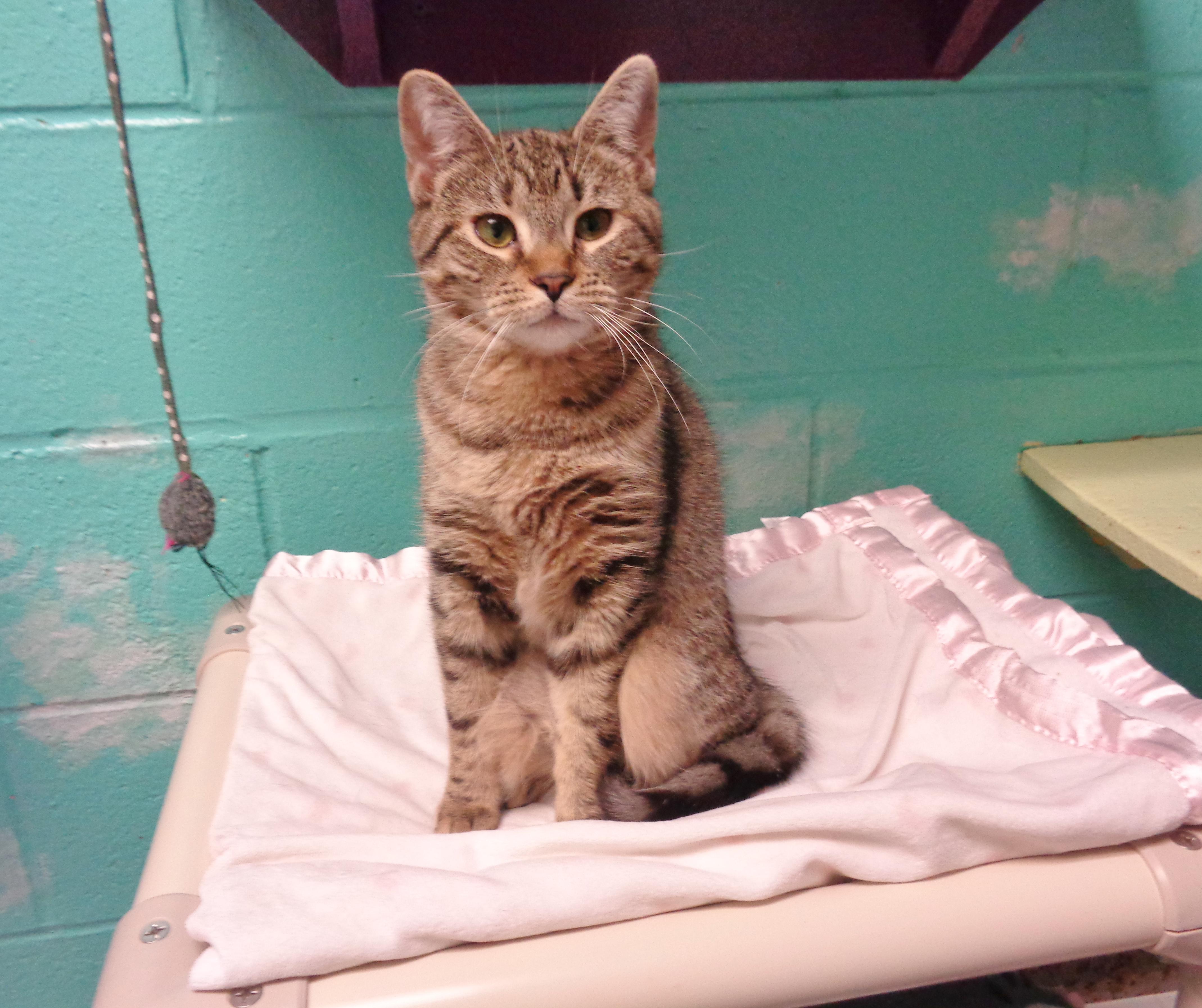 BENGAL, adopted, Kitten Female Tiger.