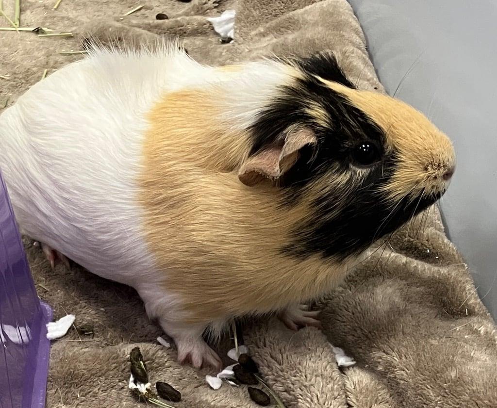 Mister Fantastic, Adoptable, Young Male Guinea Pig.