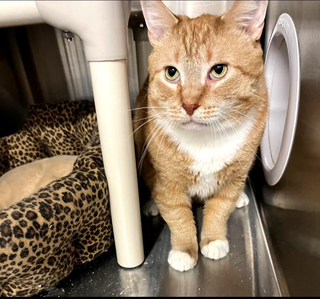 Lionel, Adult Male Domestic Short Hair