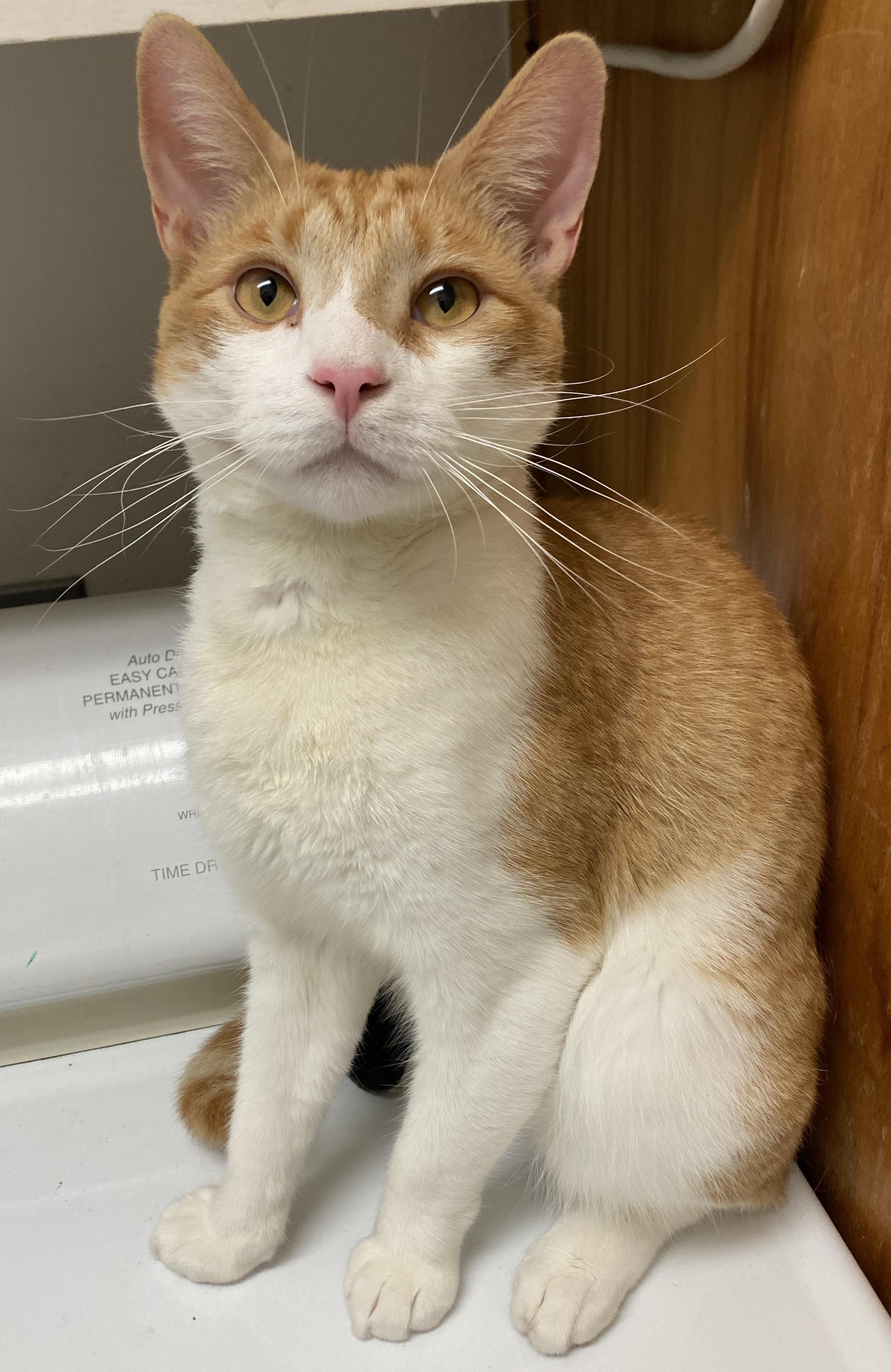 OXNARD, Adoptable, Young Male Domestic Short Hair.