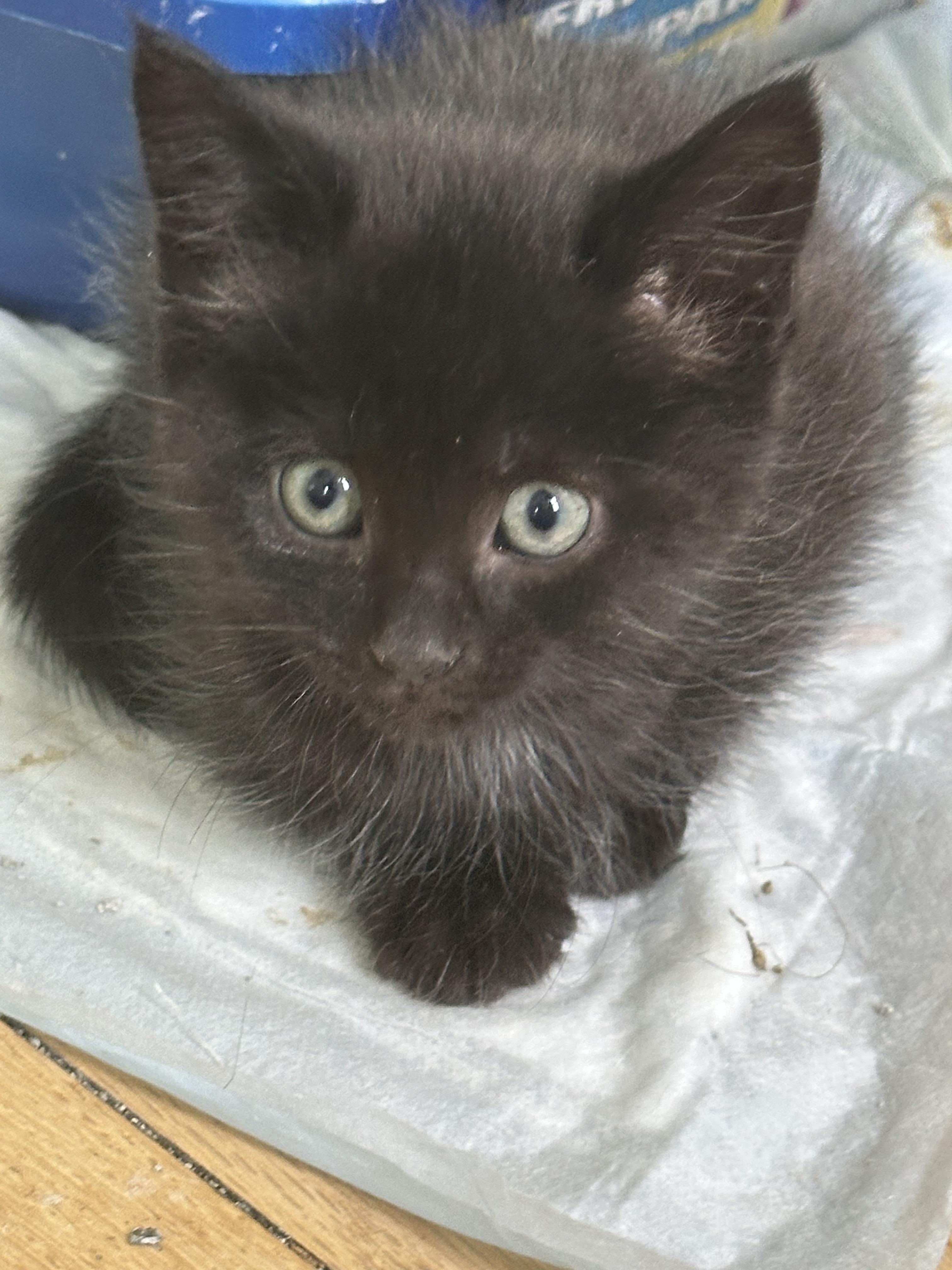 Hana’s Kittens Almost Ready…