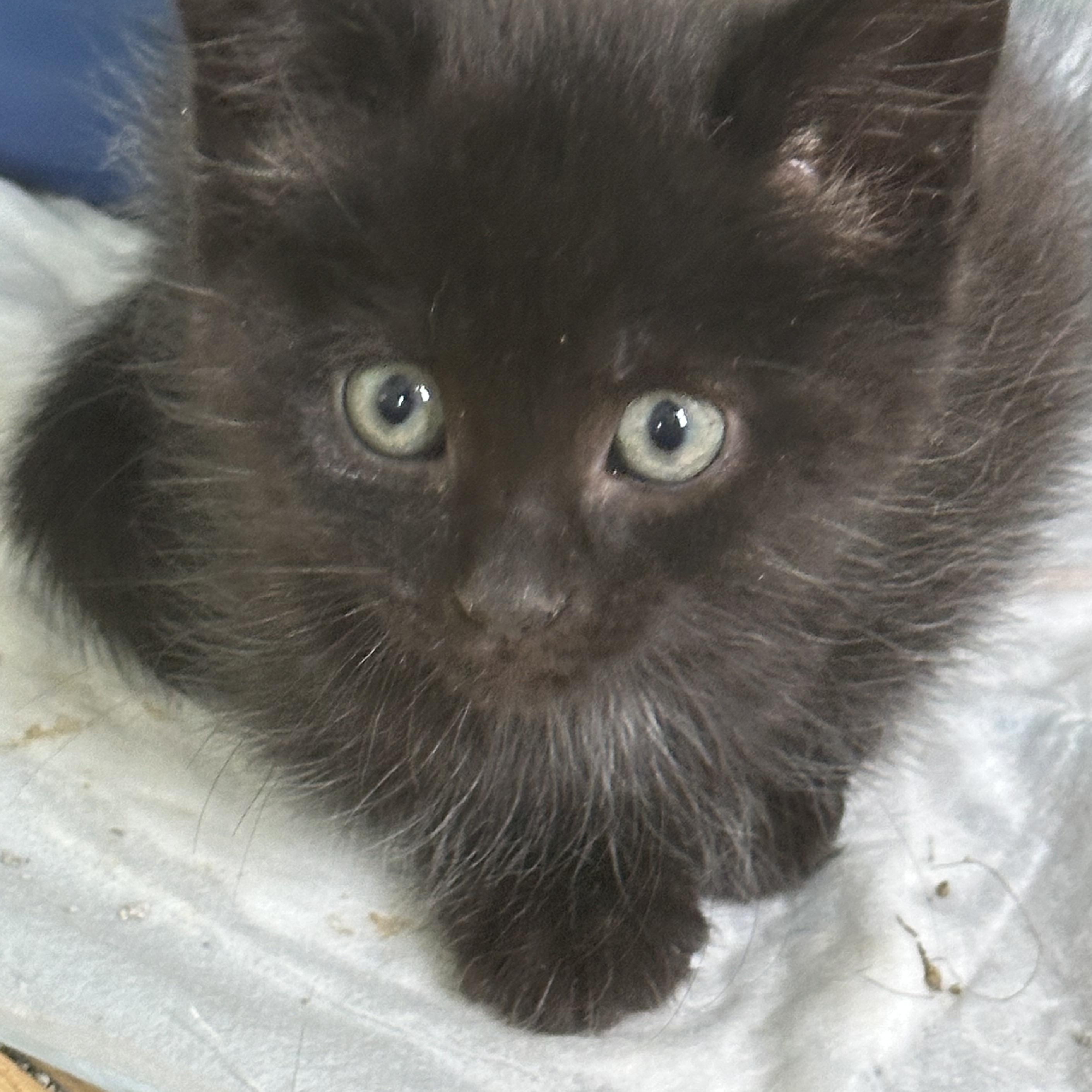 Enlarge Hana’s Kittens , a Adoptable Domestic Short Hair in Clifton, NJ image 2/6