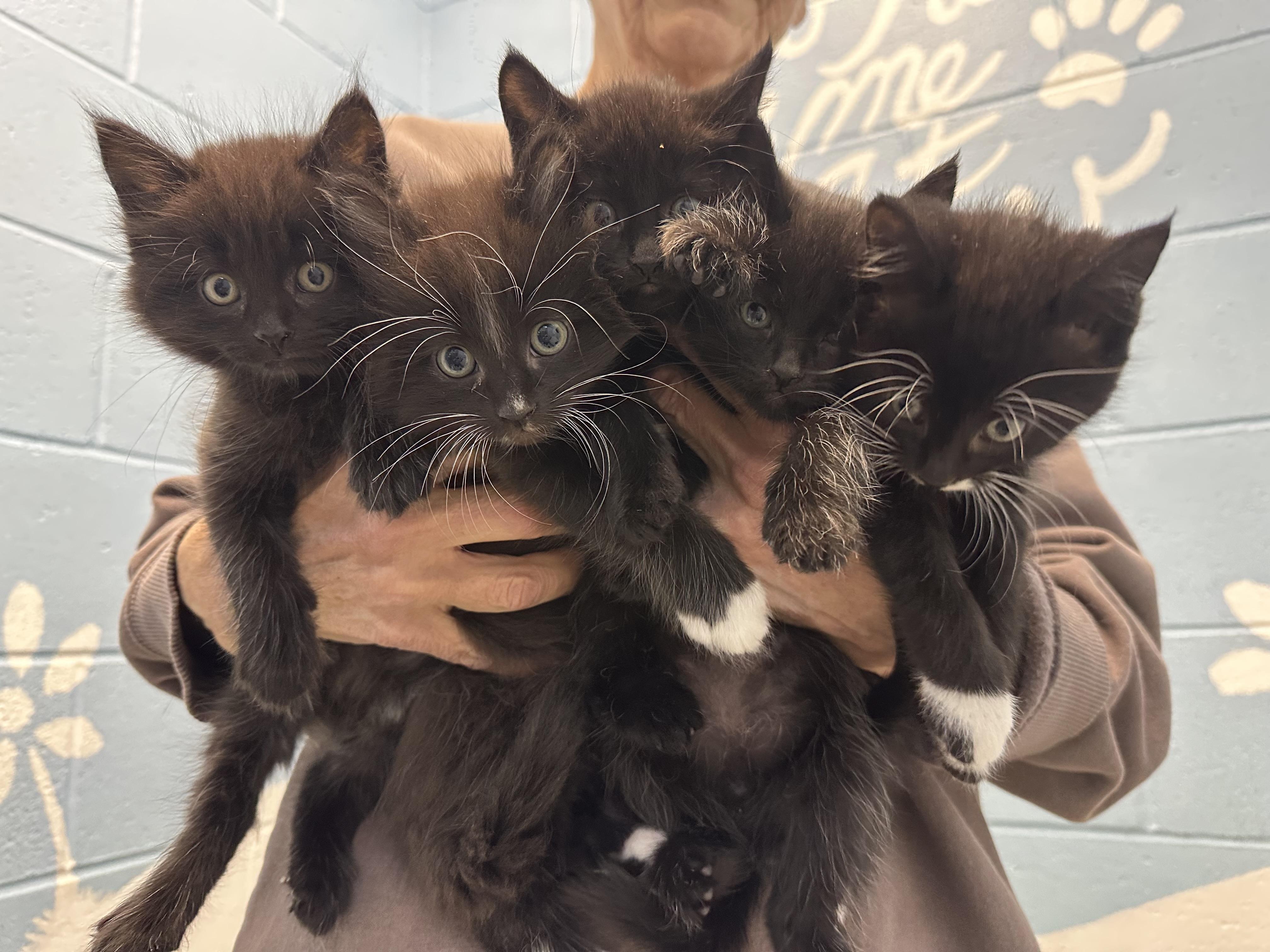 Hana’s Kittens Almost Ready…