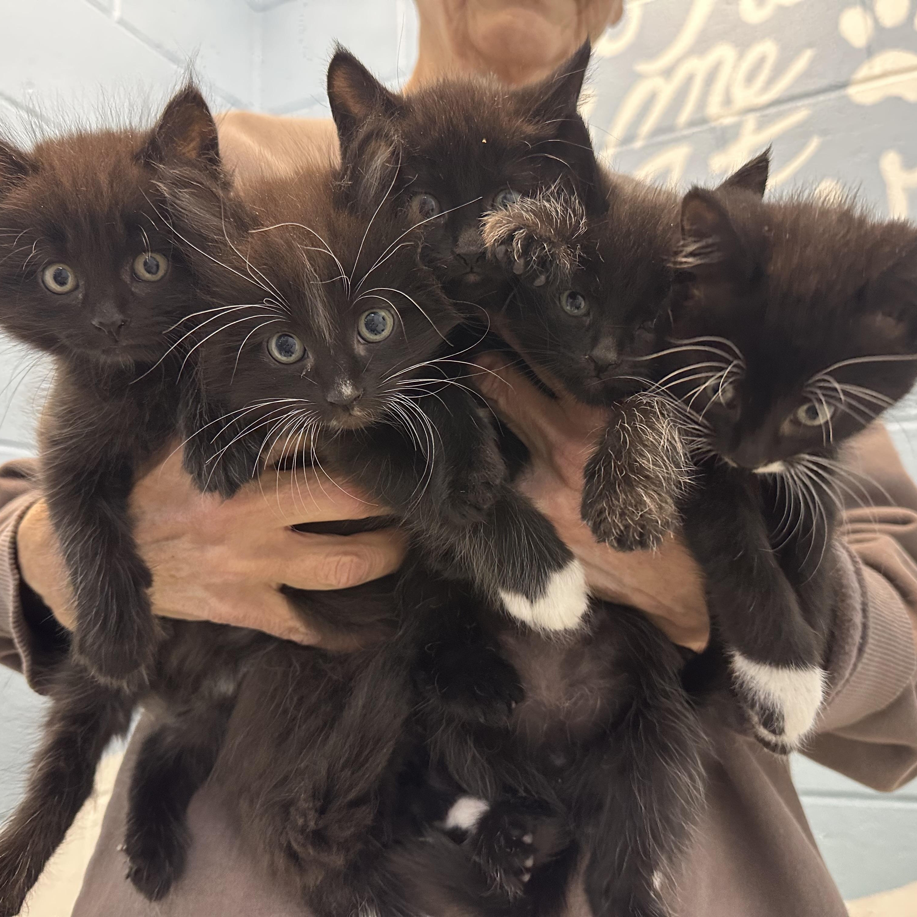 Enlarge Hana’s Kittens , a Adoptable Domestic Short Hair in Clifton, NJ image 3/6