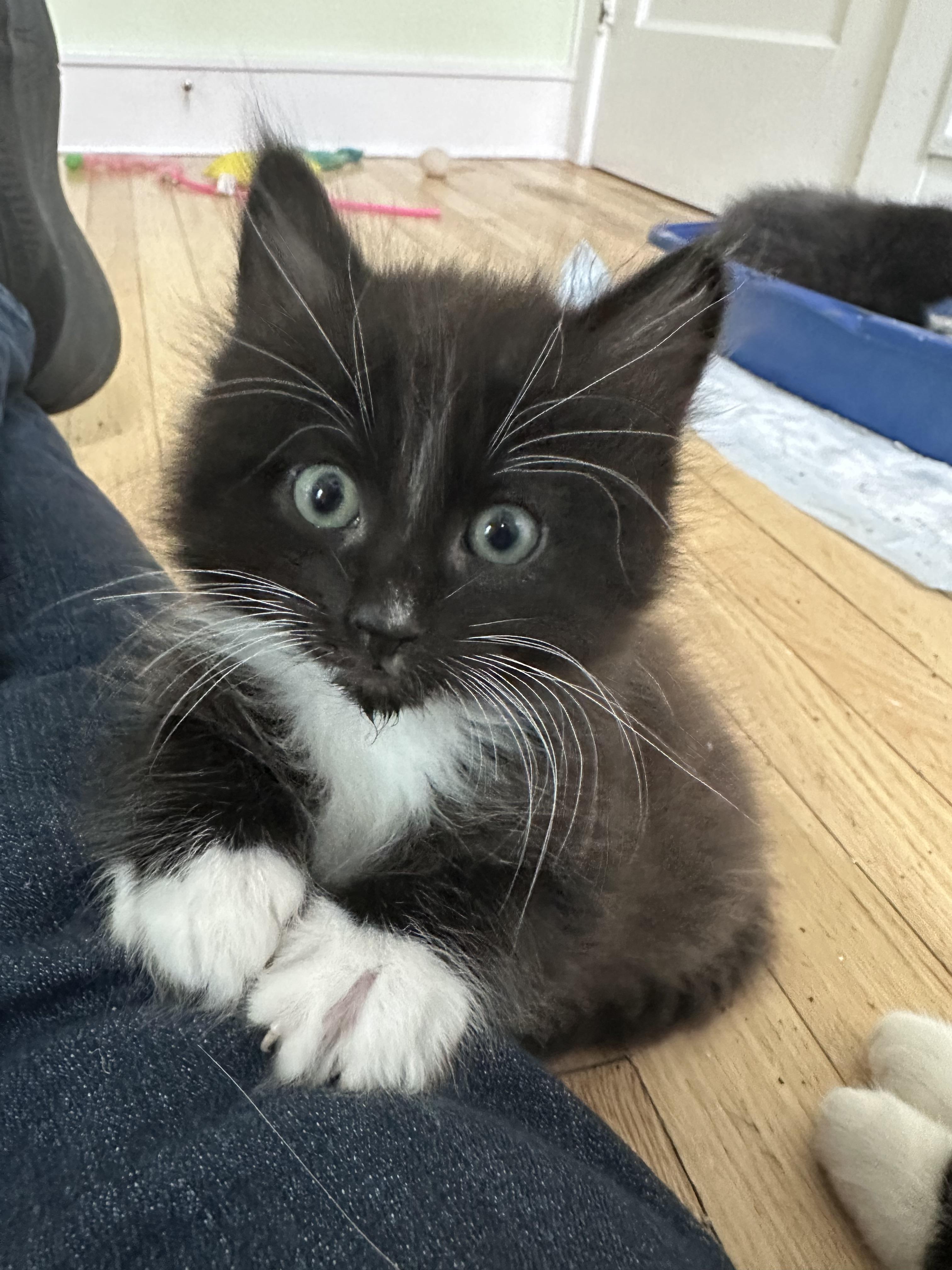 Hana’s Kittens Almost Ready…