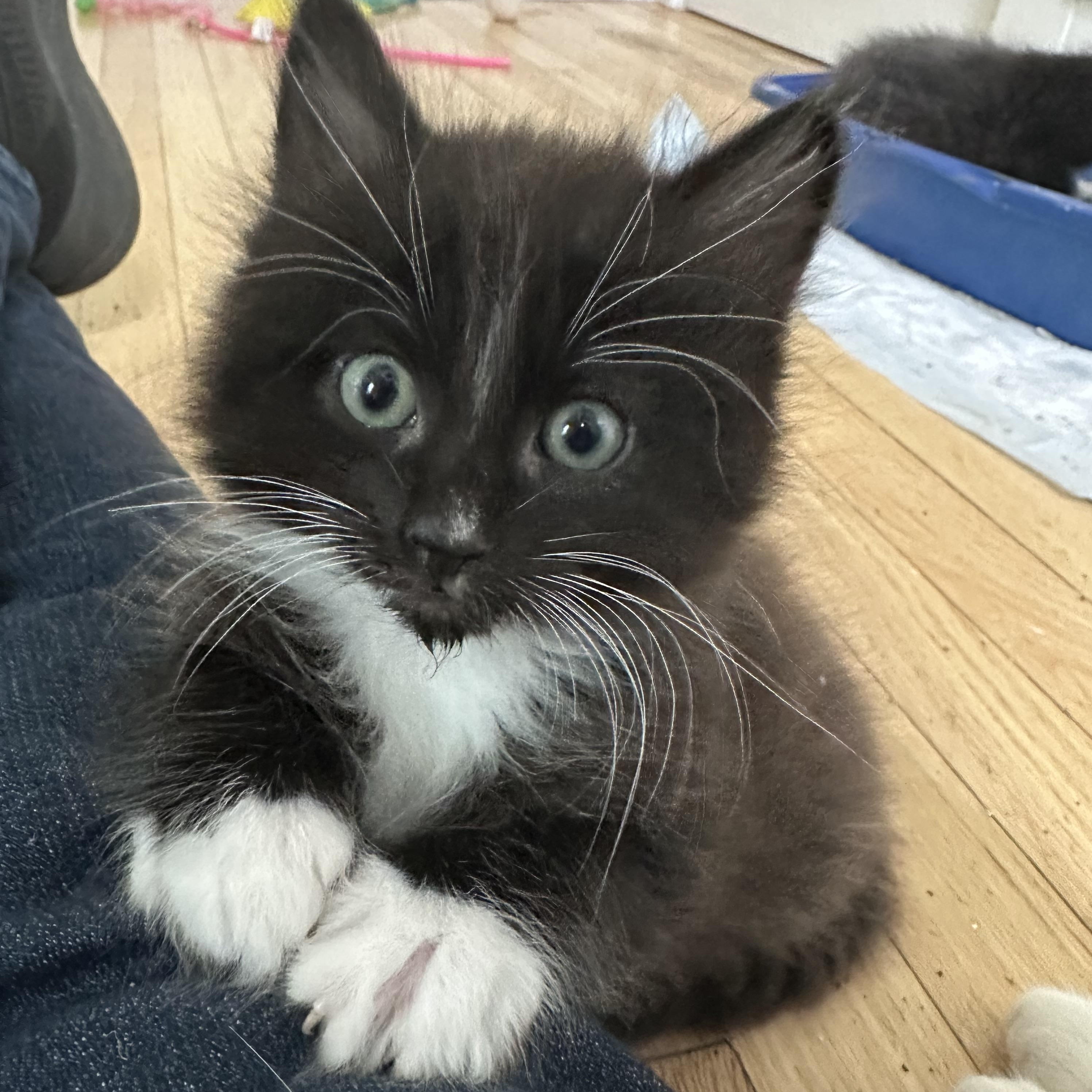 Enlarge Hana’s Kittens , a Adoptable Domestic Short Hair in Clifton, NJ image 4/6