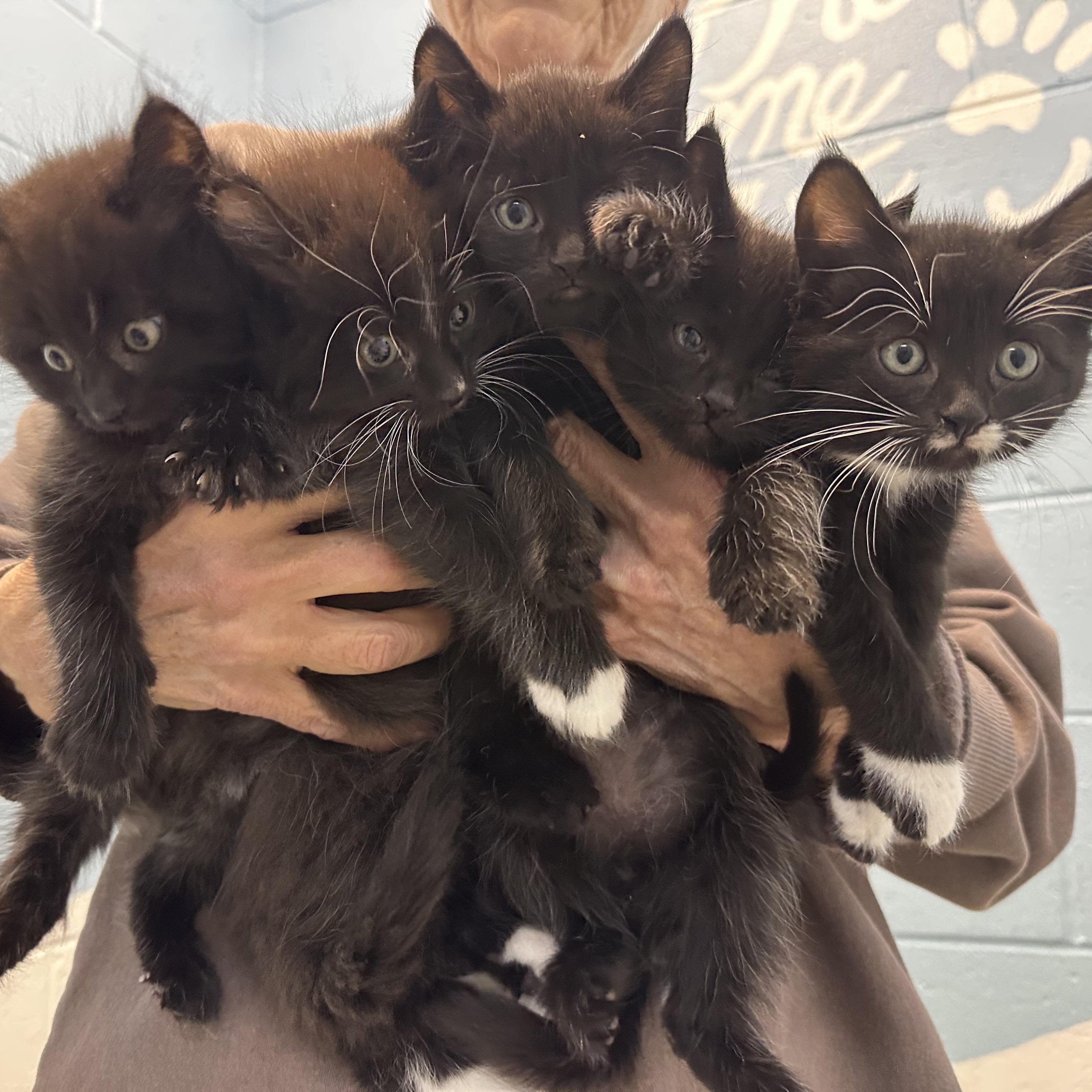 Hana’s Kittens , Adoptable, Kitten Female Domestic Short Hair.