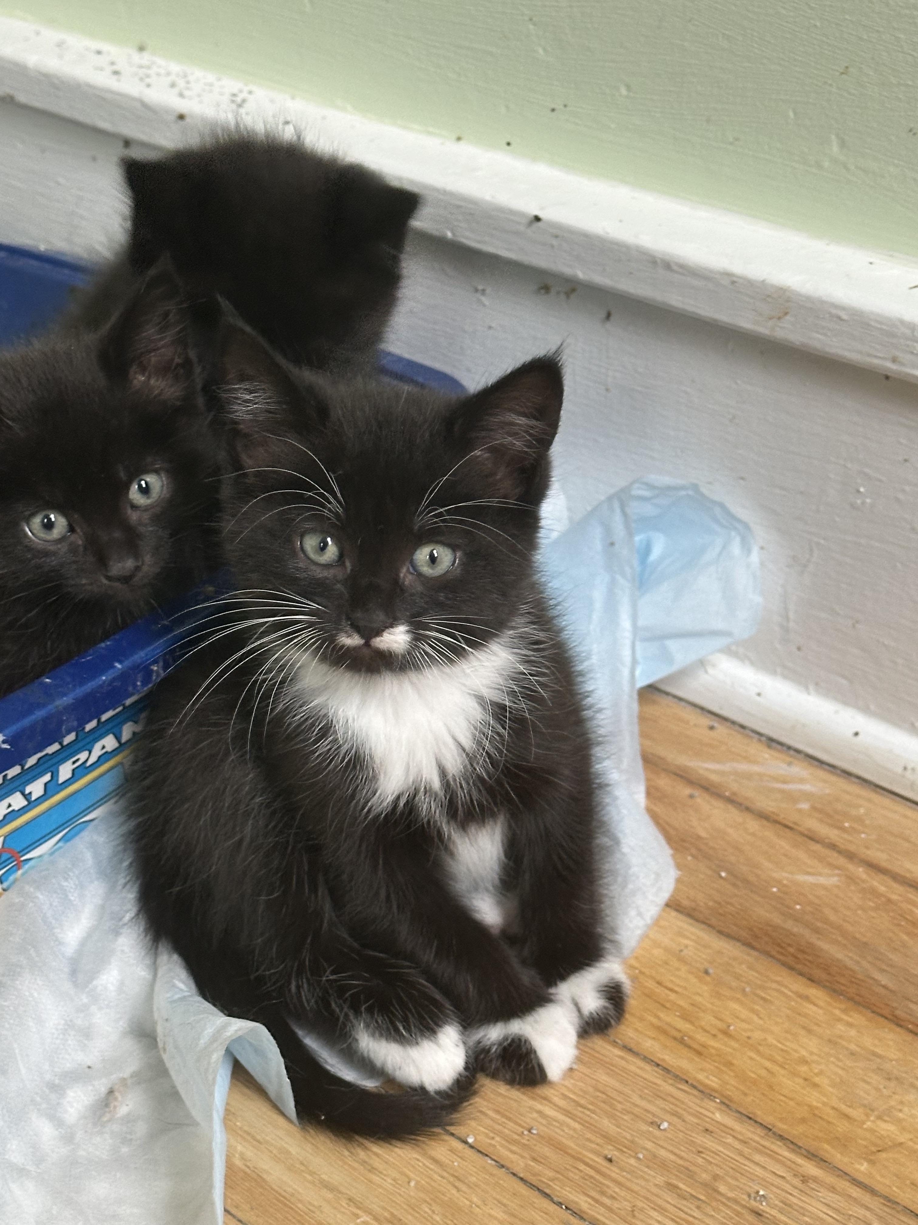 Hana’s Kittens Almost Ready…